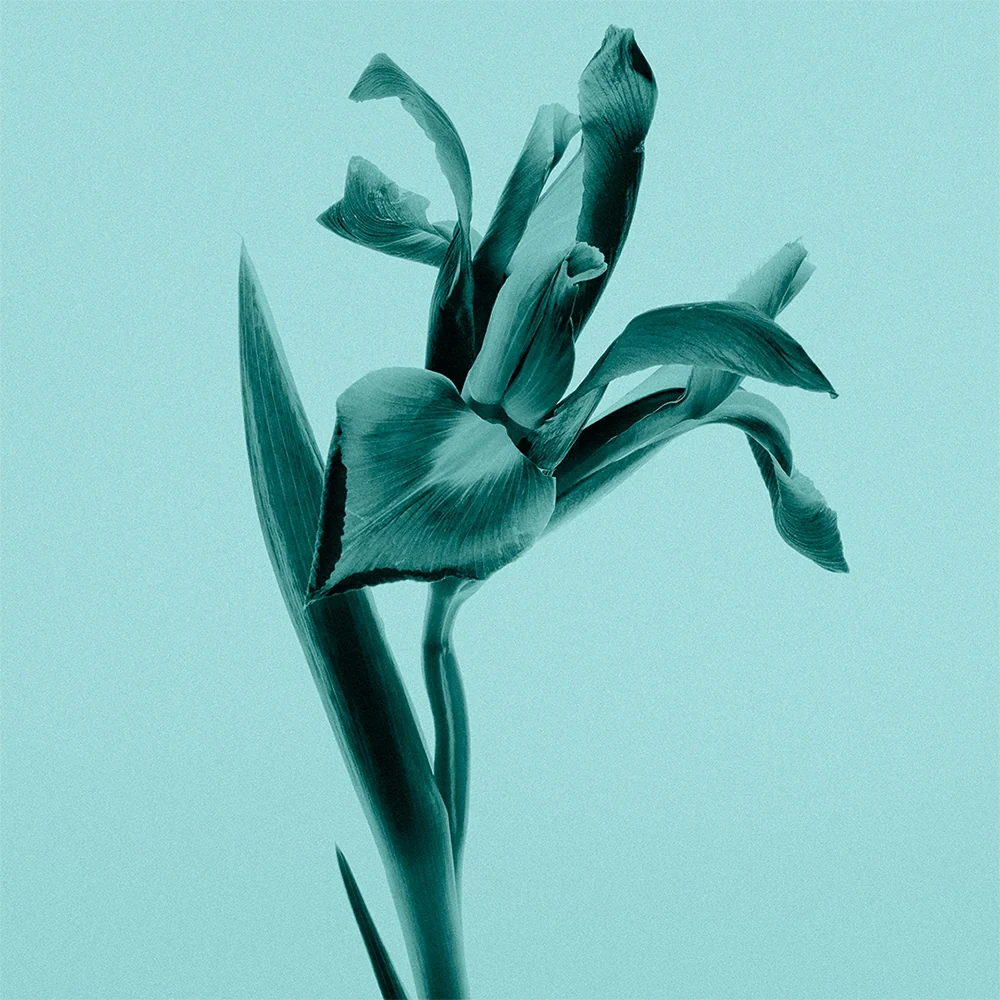 Tiffany & Co. Intense 50 ml - Image 8