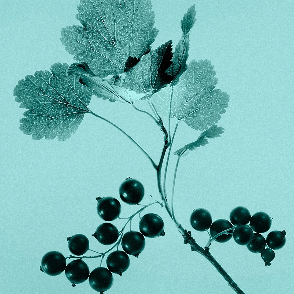 Tiffany & Co. Sheer 75 ml - Image 6