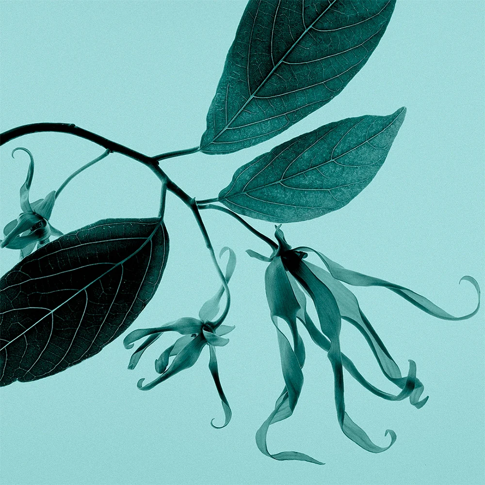 Tiffany & Co. Sheer 75 ml - Image 8
